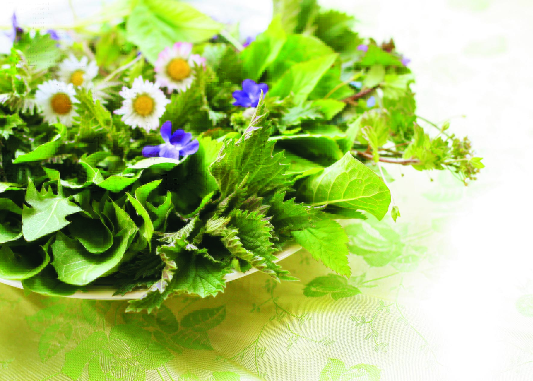 Essbare Kräuter und Blüten im Frühling, Frühjahrskur mit fri - die BAZ