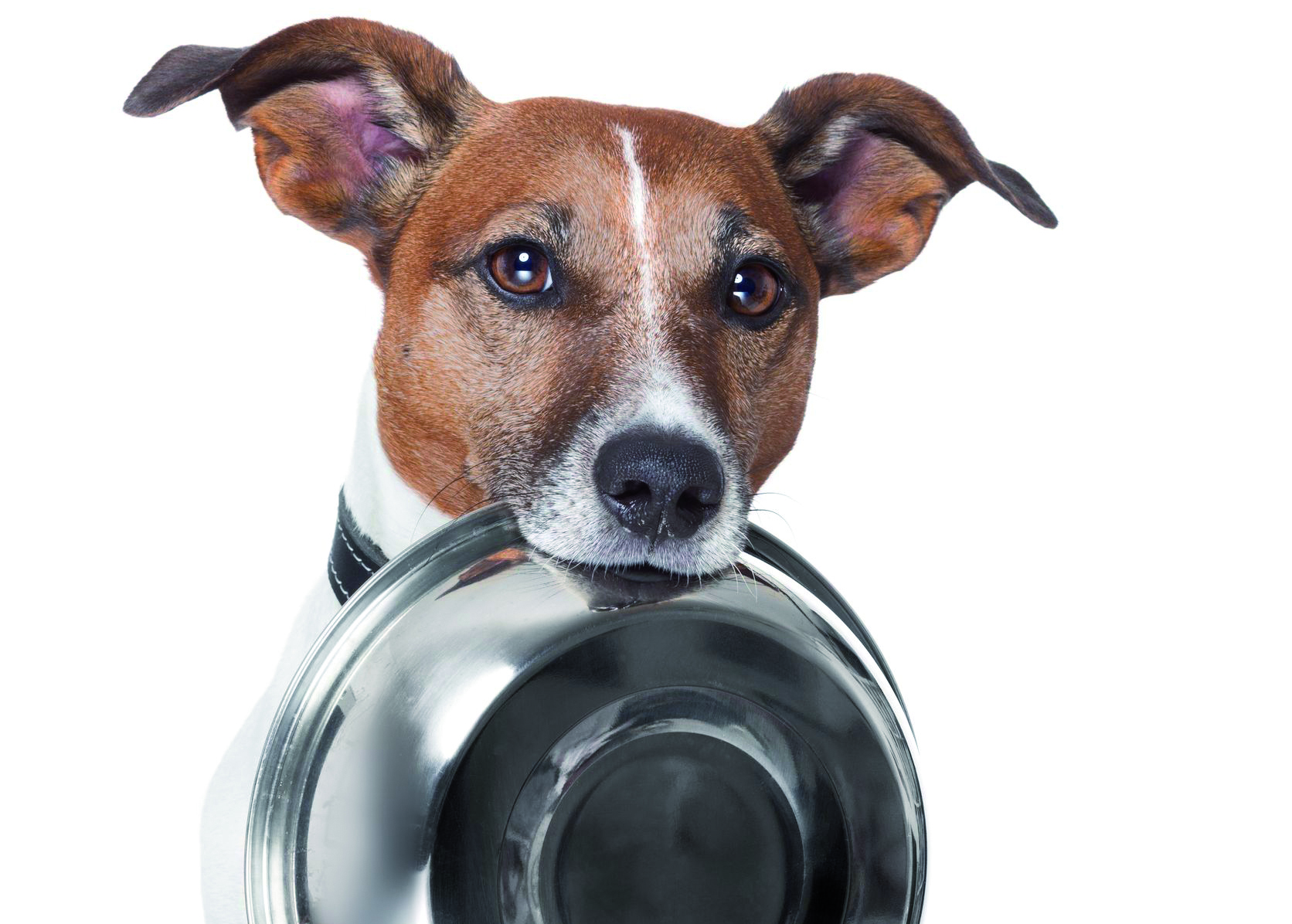 Hund mit Napf die BAZ