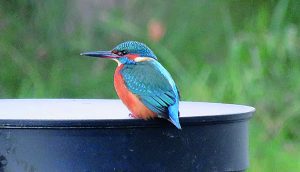 Der Eisvogel lebt an langsam fließenden oder stehenden, klaren Gewässern