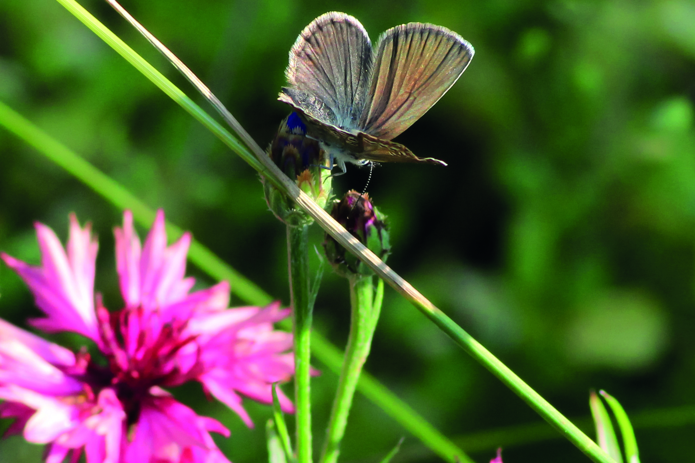 Blue butterfly in cornflower field