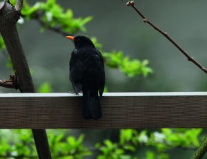 Amseln sind in Siedlungsgebieten häufig vorkommende Vögel