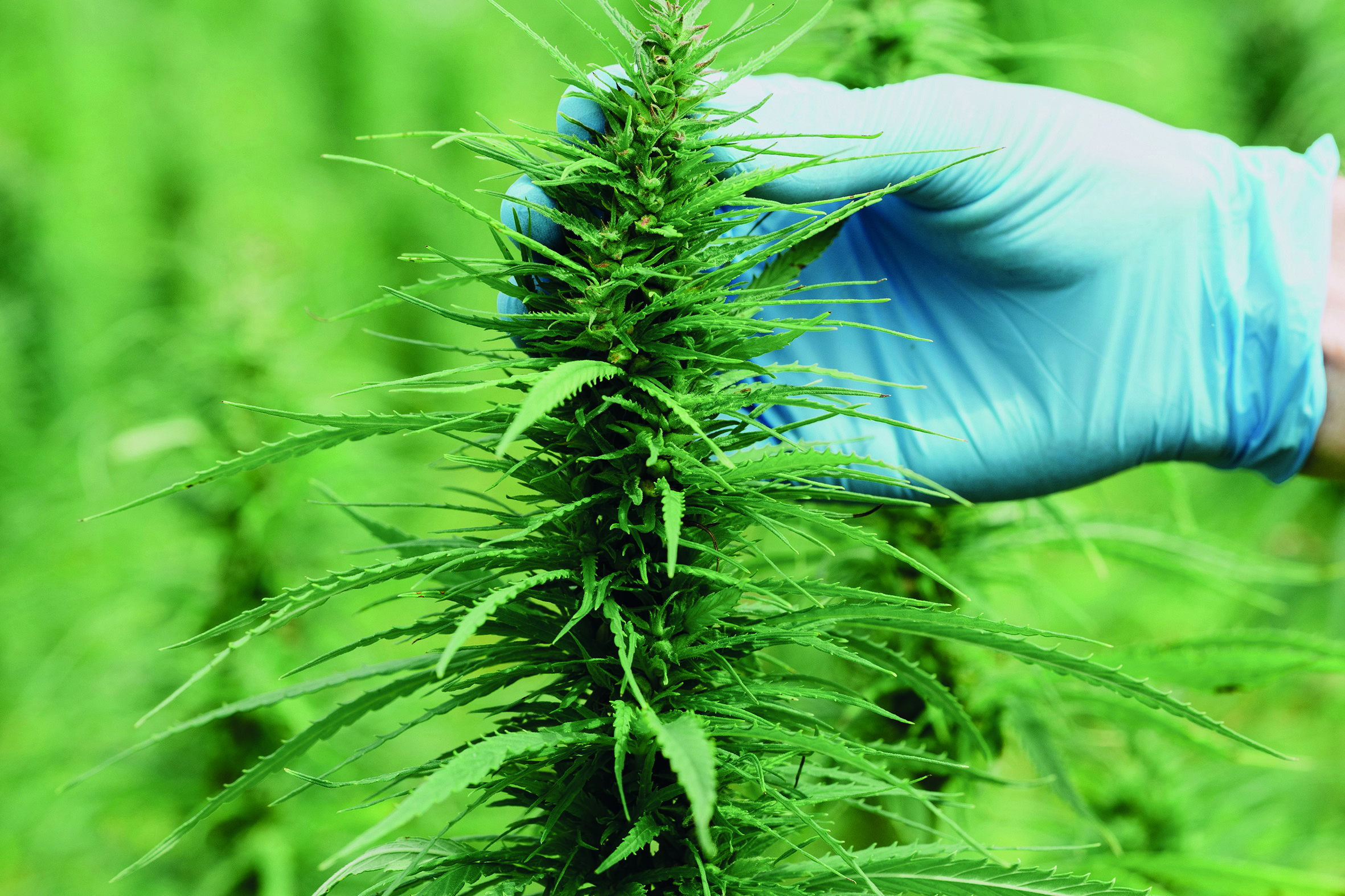 Scientist in gloves checking hemp plants and flowers on cannabis